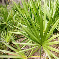 SAW PALMETTO EXTRACT